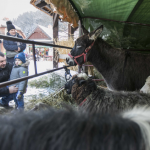 Osiołki z zagrodzie, przed nimi dorośli i dziecko.