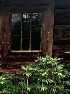 Okno w brązowej drewnianej ramie, pod spodem zielona roślina.