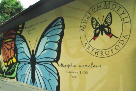 żÓŁTA ŚCIANA BUDYNKU. nA NIEJ DUŻY NIEBIESKI MOTYL I MNIEJSZY W OKRĘGU Z NAZWĄ MUZEUM