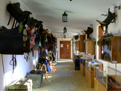Podwieszone u sufitu siodła do jazdy konnej, z drugiej strony drewniane szafki.